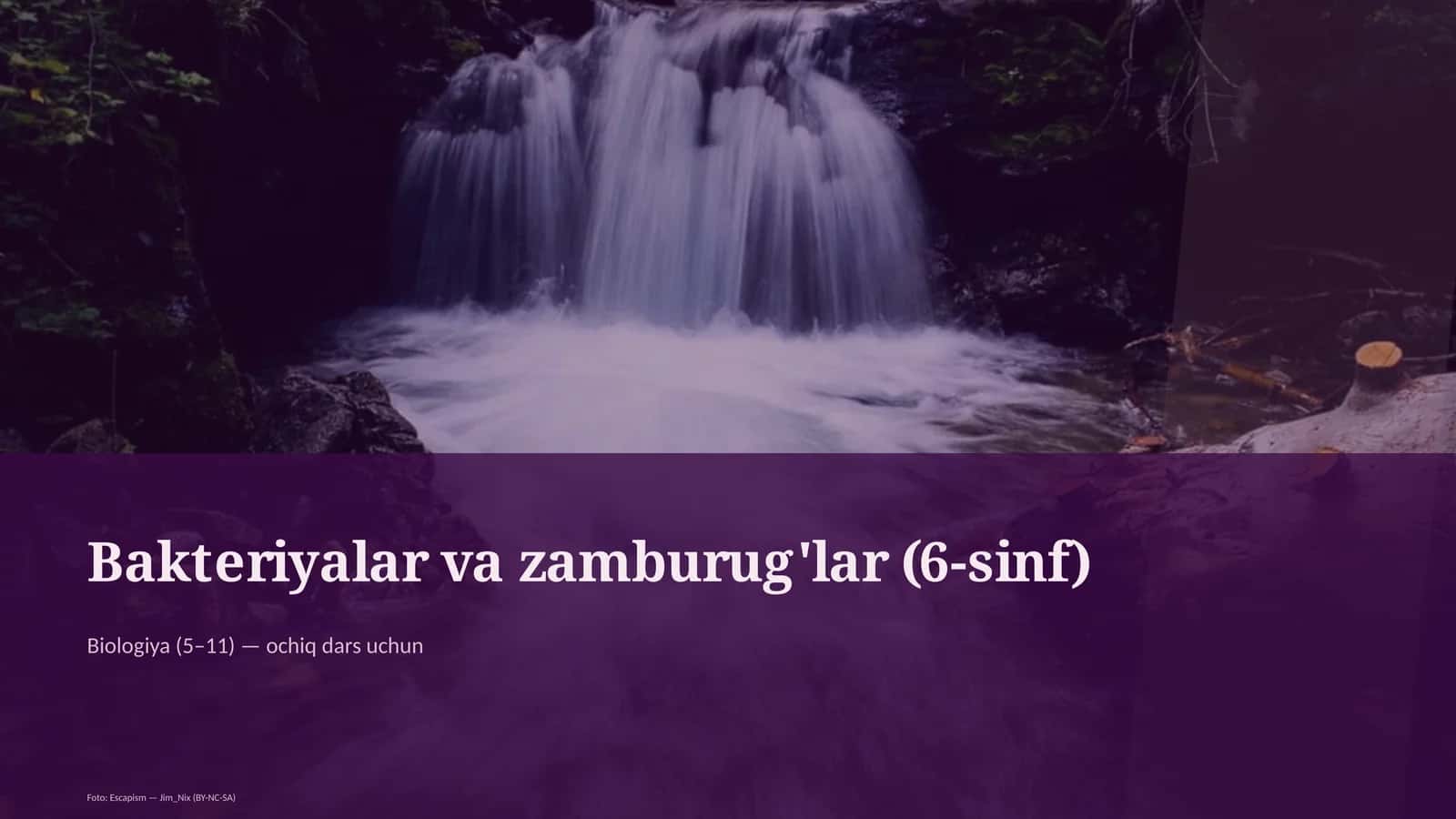 Bakteriyalar va zamburug'lar (6-sinf)