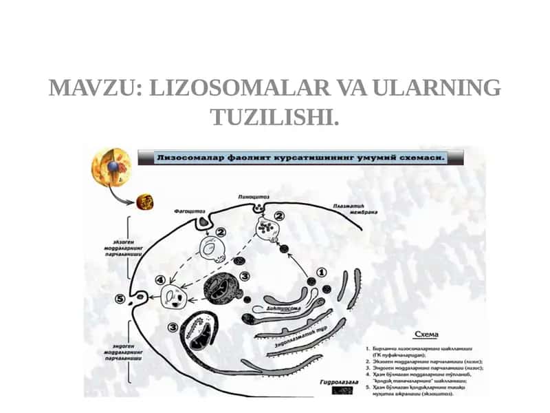 Lizosomalar va ulning tuzilishi