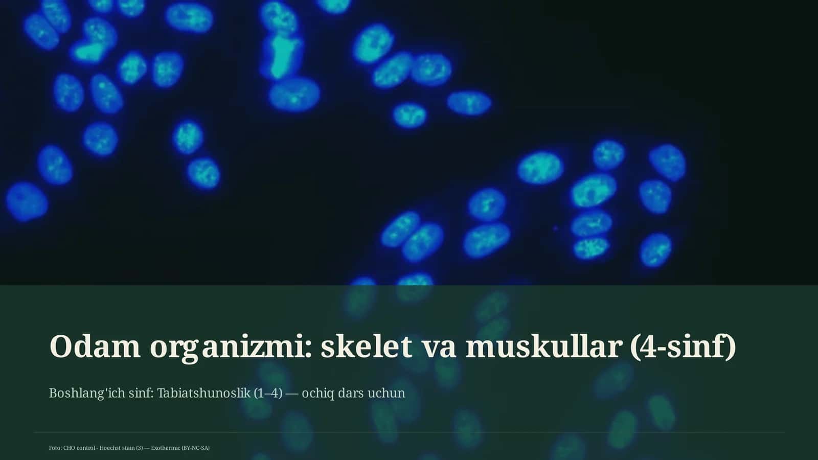 Odam organizmi: skelet va muskullar (4-sinf)