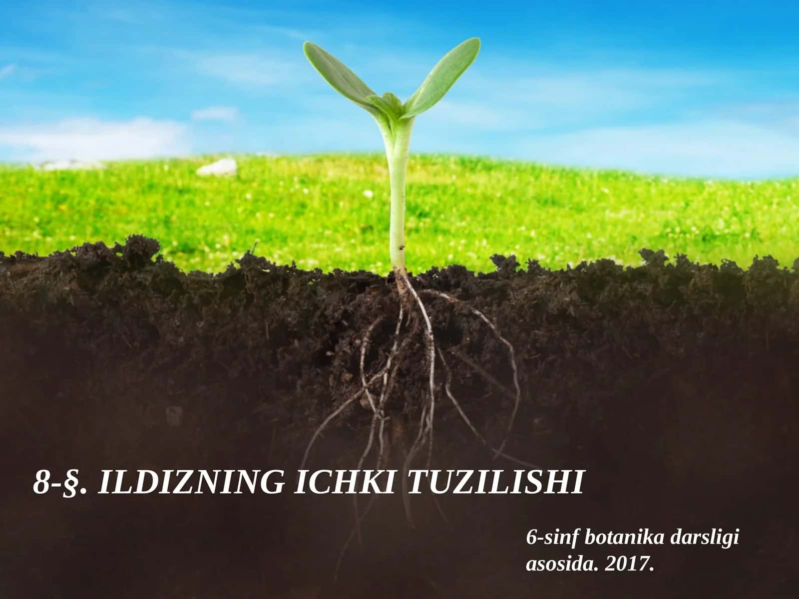 6-sinf Botanika Ildizning ichki tuzilishi