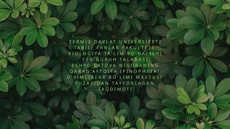 Qarag'aytoifa (Ochiq Urug'li) O'simliklar Bo'limi