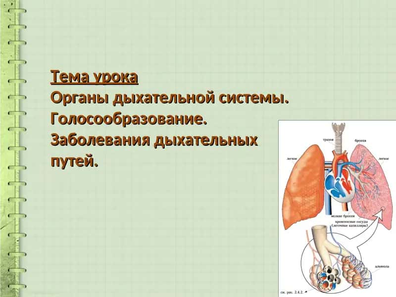 Органы дыхательной системы
