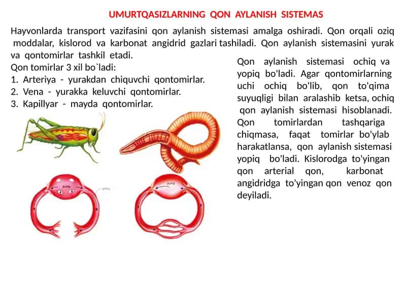 UMURTQASIZLARNING QON AYLANISH SISTEMAS