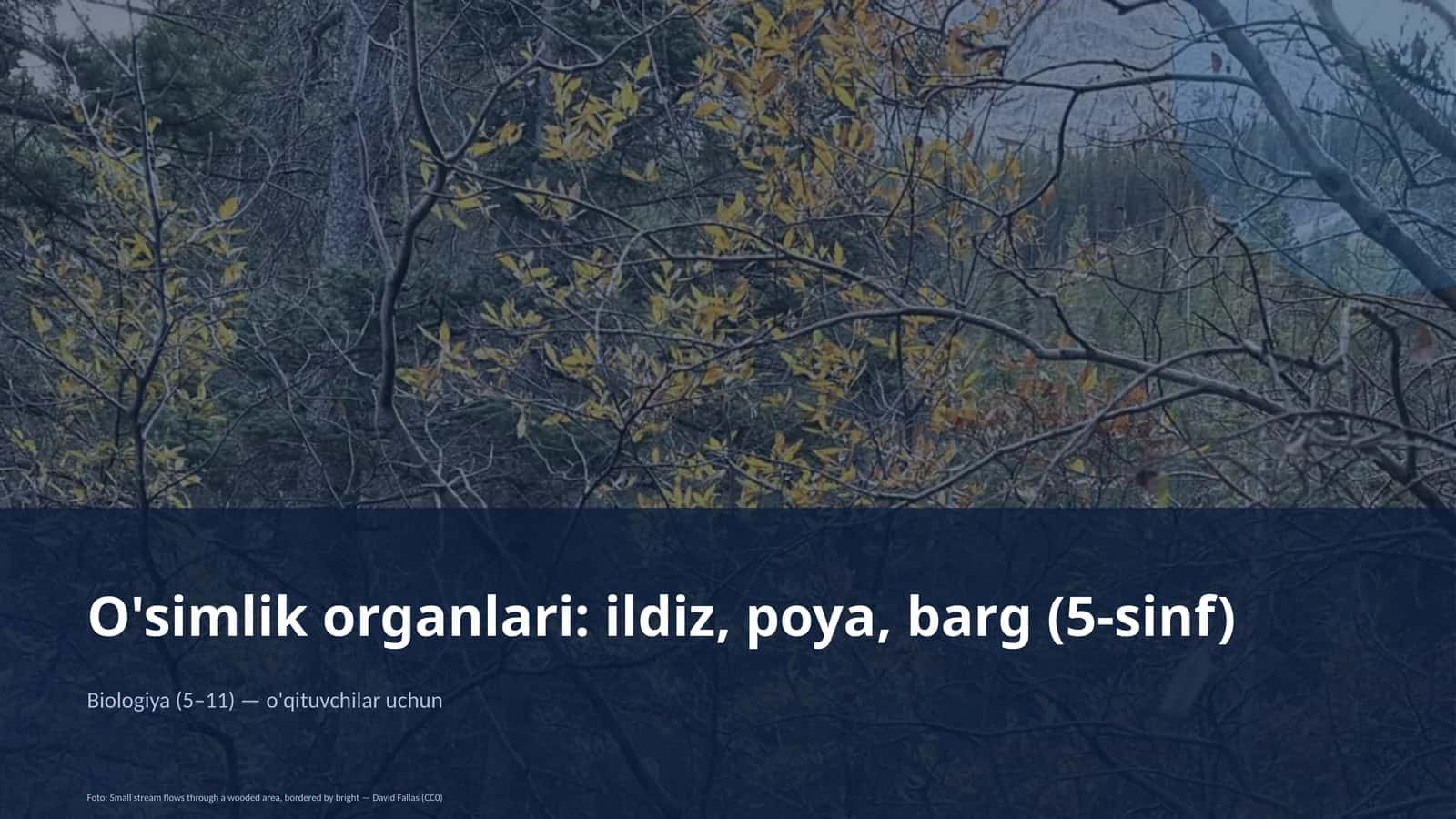 O'simlik organlari