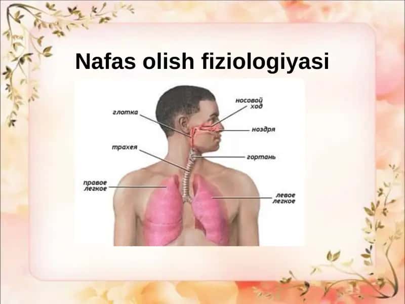Nafas olis fiziologiyasi