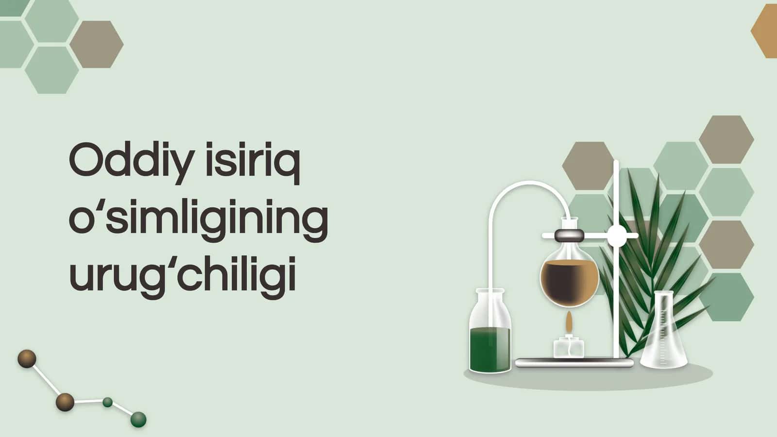 Oddiy isiriq o‘simligining urug‘chiligi