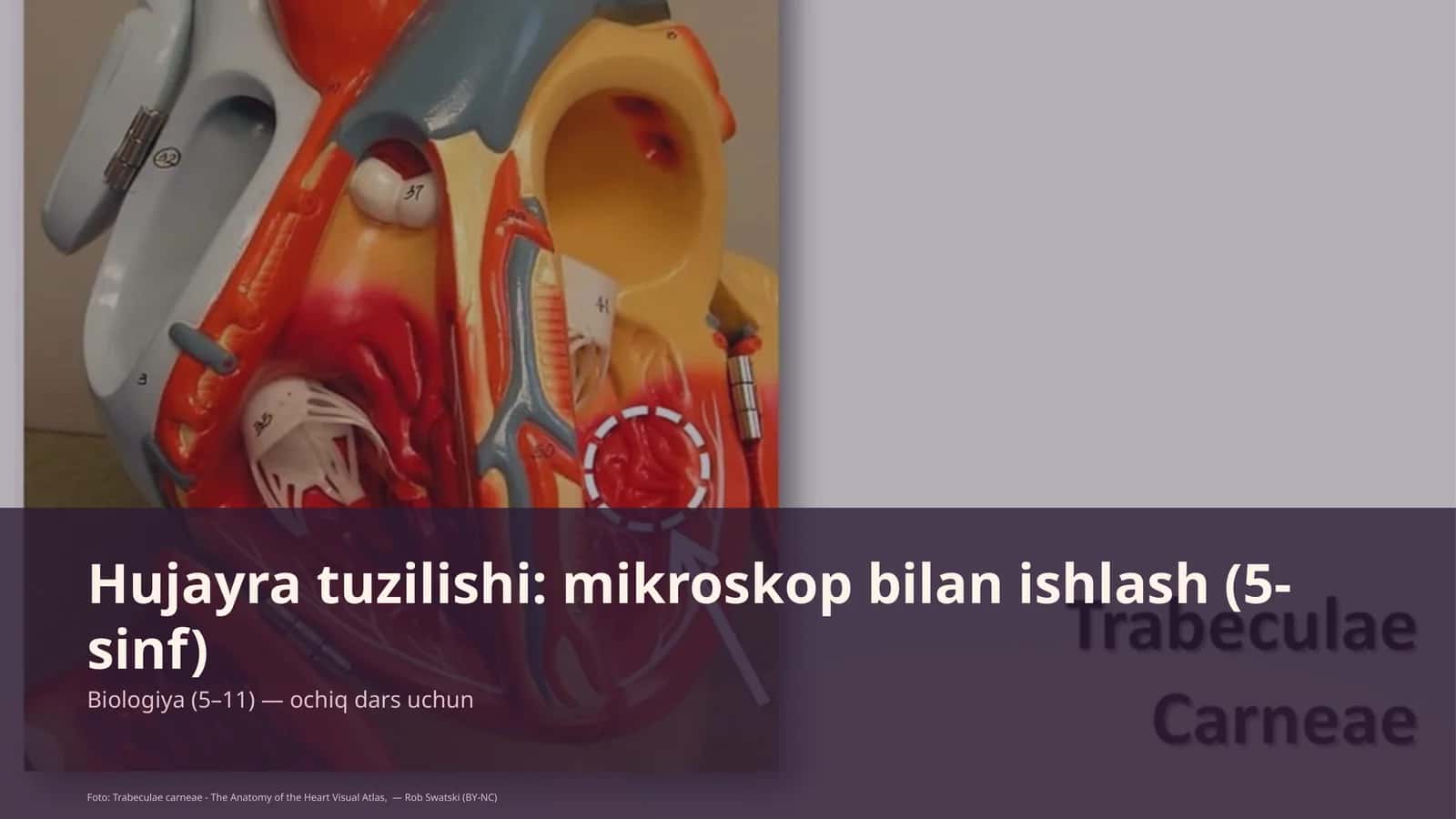 Hujayra tuzilishi: mikroskop bilan ishlash (5-sinf)