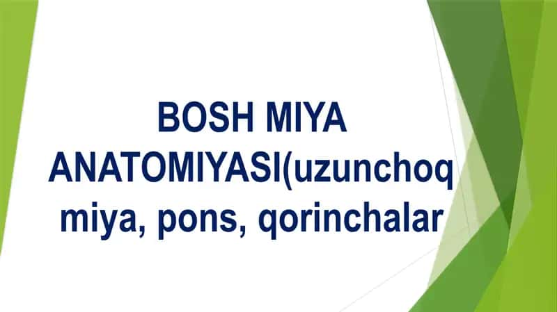 BOSH MIYA ANATOMIYASI (uzunchoq miya, pons, qorinchalar)  Бош мия аратомияси узунчок мия понс коринчалар
