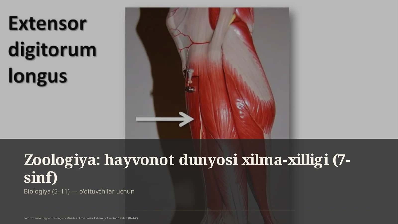 Zoologiya: hayvonot dunyosi xilma-xilligi (7-sinf)