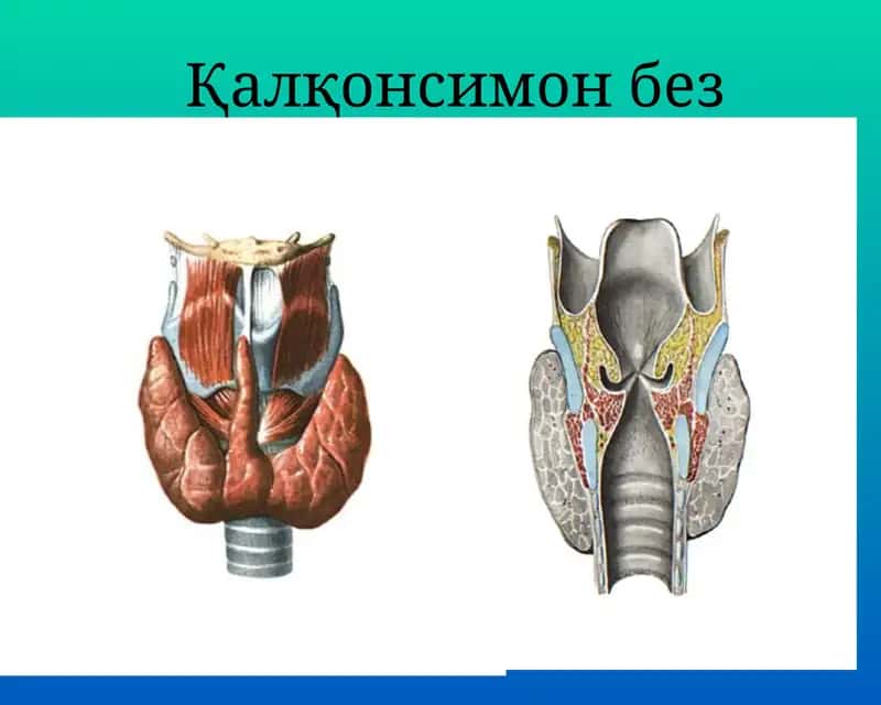 Тиреоид гормонлар