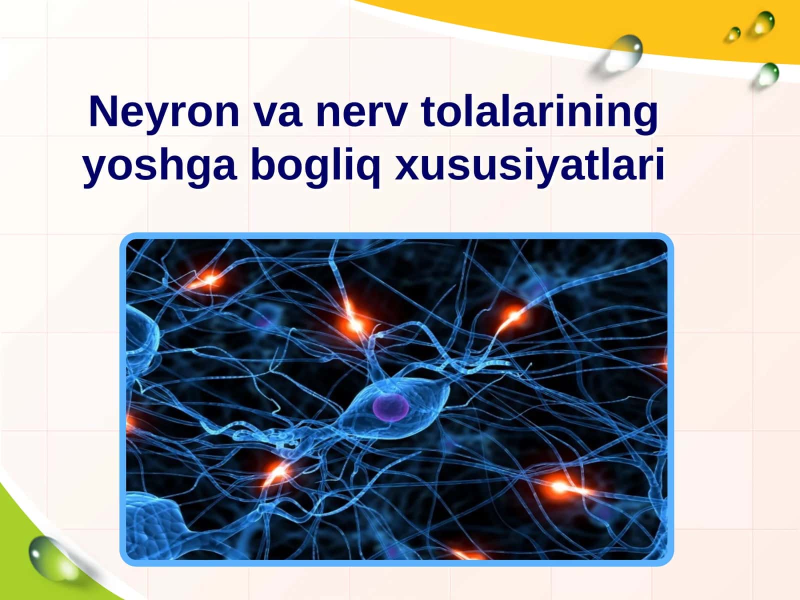 Neyron va nerv tolalarining yoshga bogliq xususiyatlari