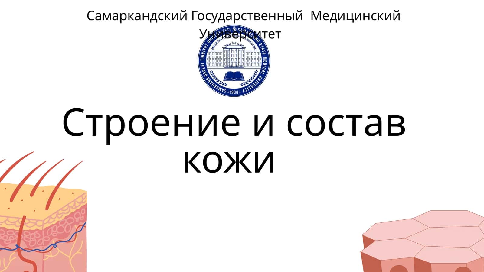 Строение и состав кожи