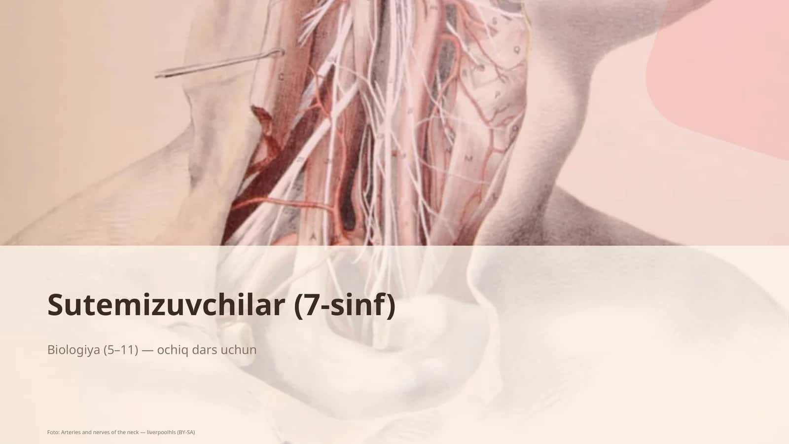 Sutemizuvchilar (7-sinf) Biologiya (5-11) — ochiq dars uchun