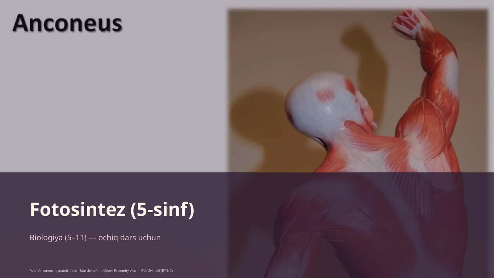 Fotosintez (5-sinf)