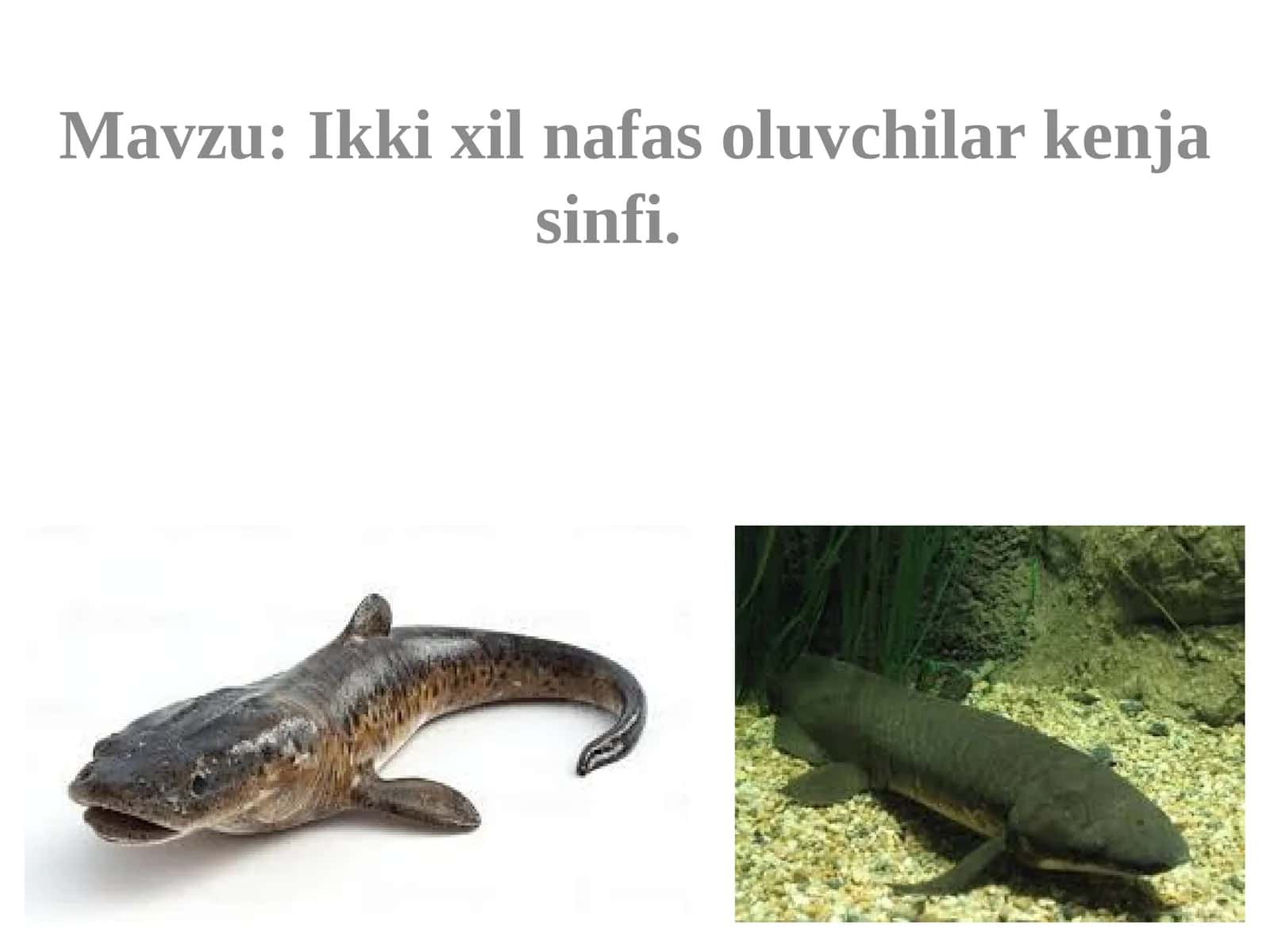 Ikkixilnafasoluvchilarkenjasinfi