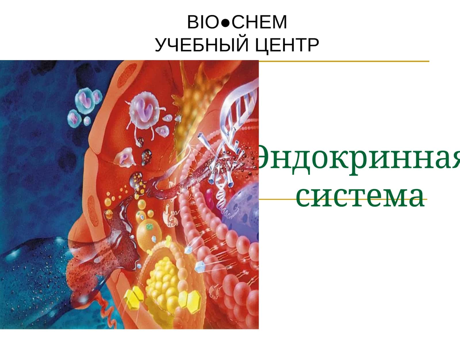 Эндокринная система