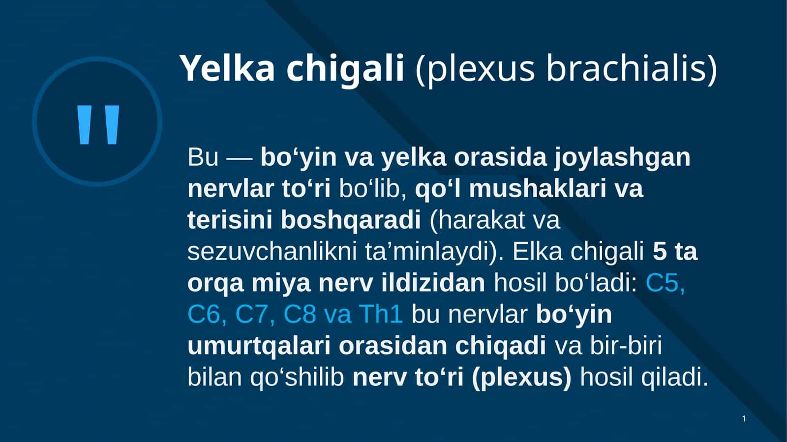 Yelka chigali(plexus brachialis)