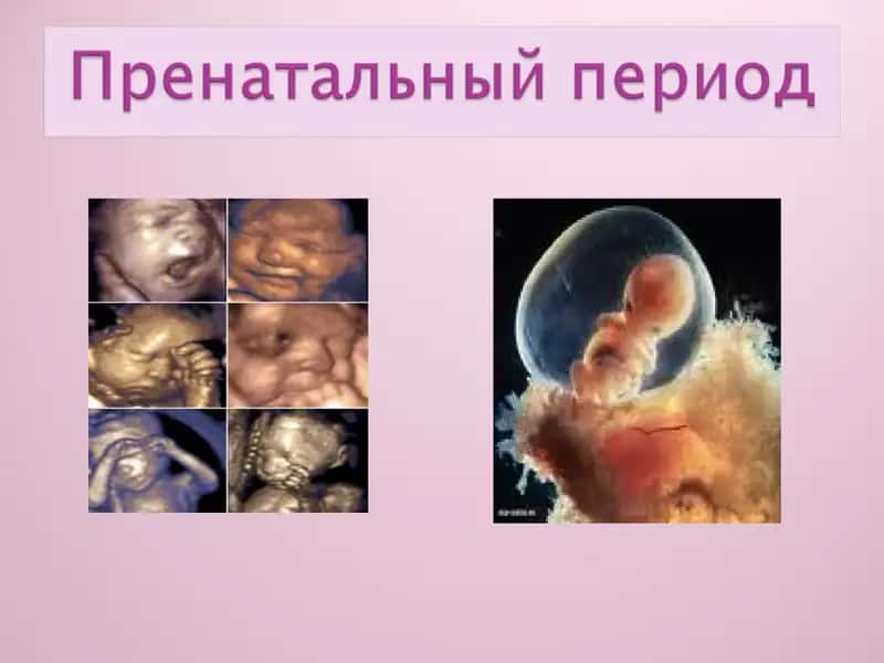 презентация на тему : Пренатальный период