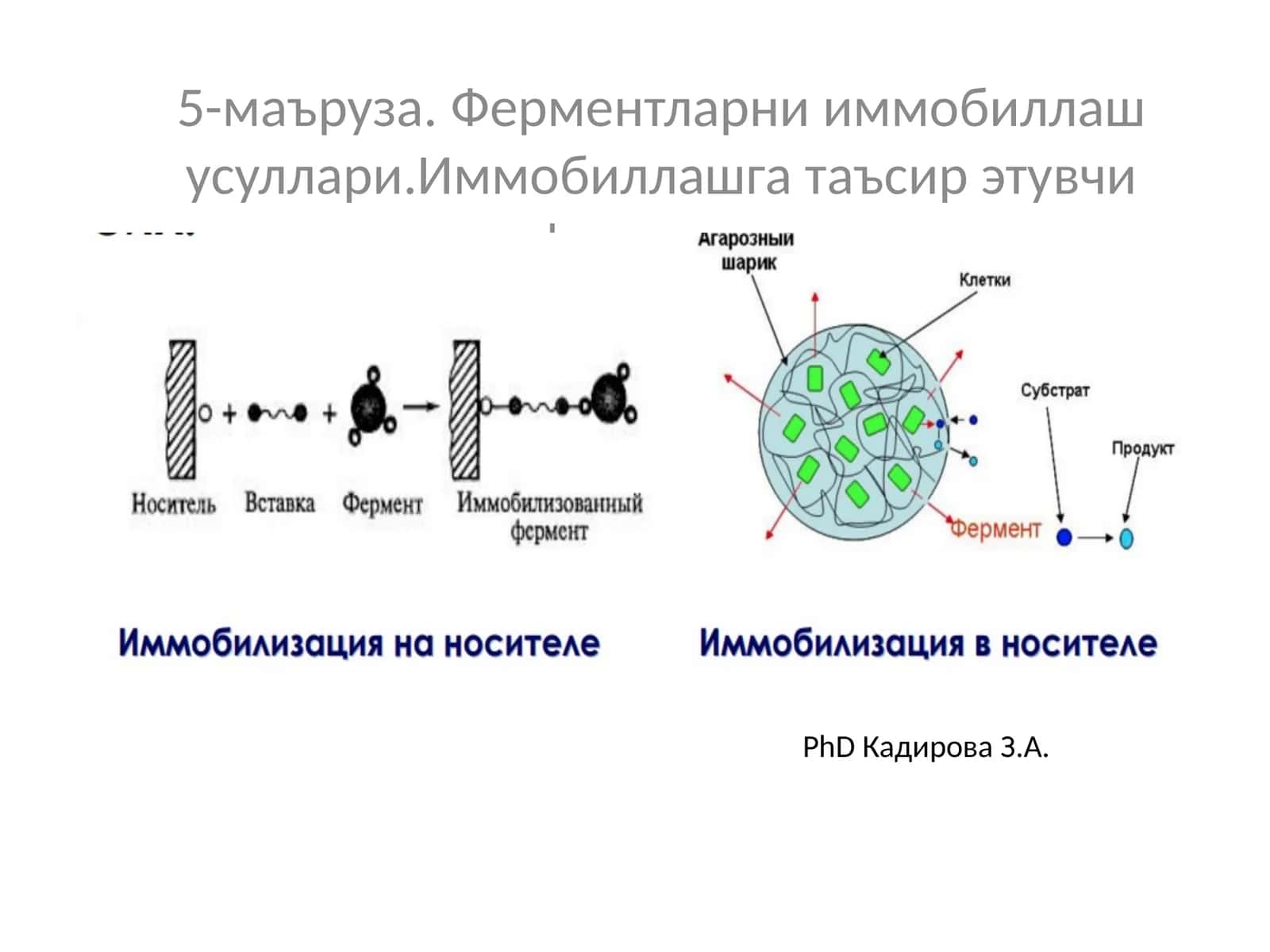 Ферментларни иммобиллаш усуллари. Иммобиллашга таъсир этувчи факторлар