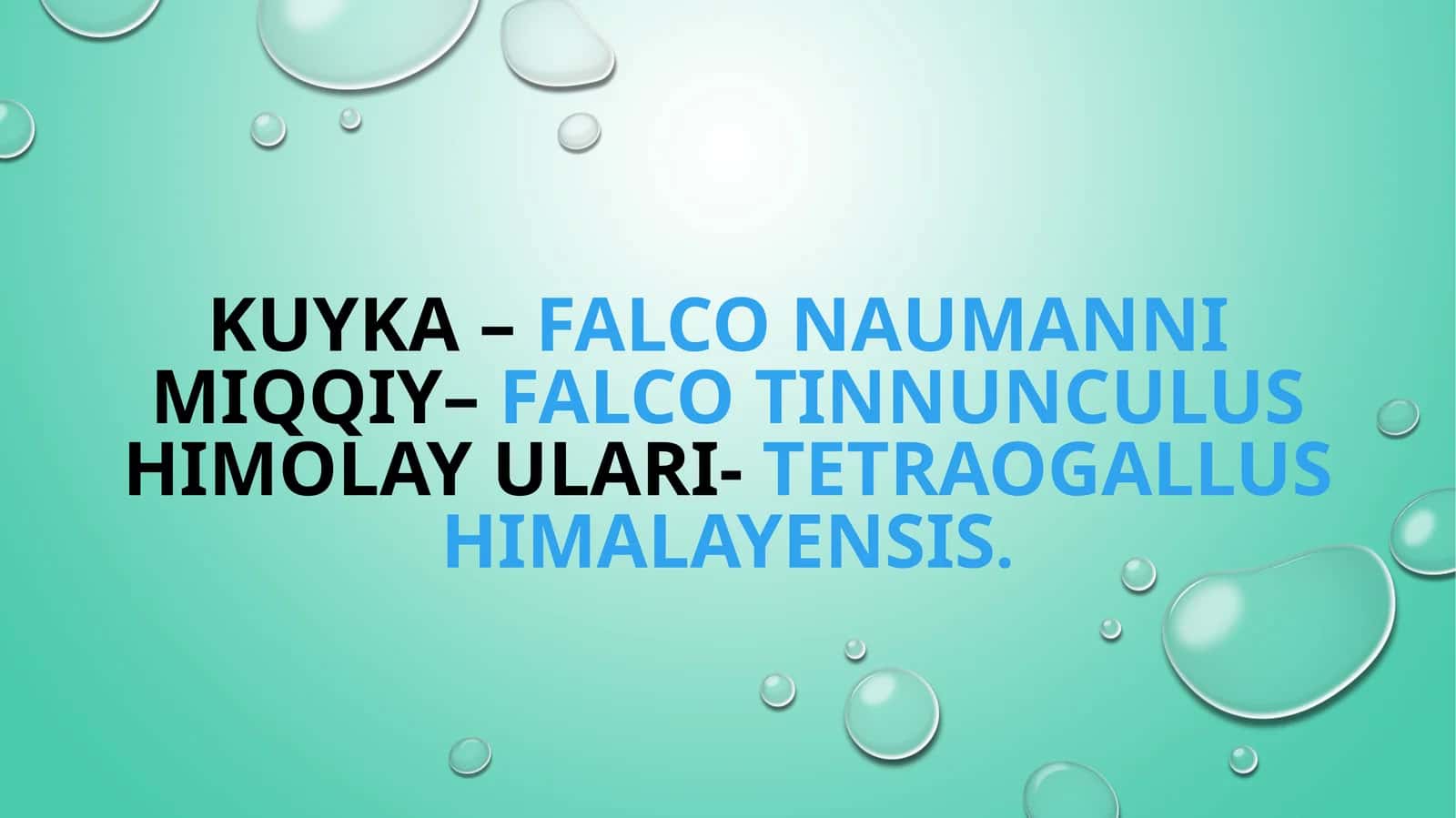 Kuyka –Falco naumanni