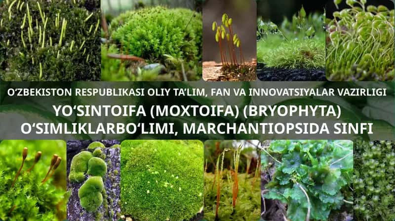 Bryophyta sinfi yo'sinlari