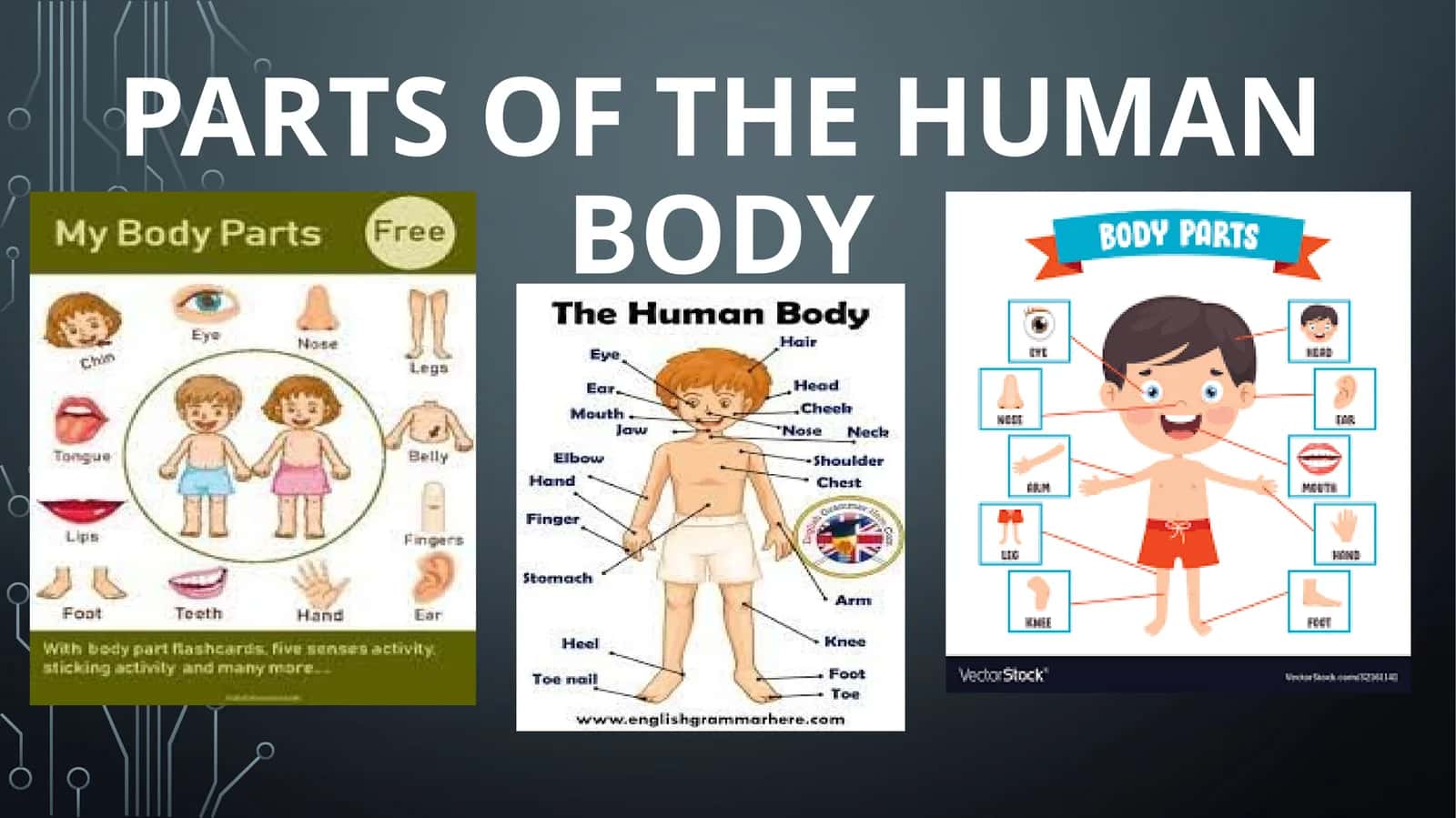 PARTS OF THE HUMAN BODY