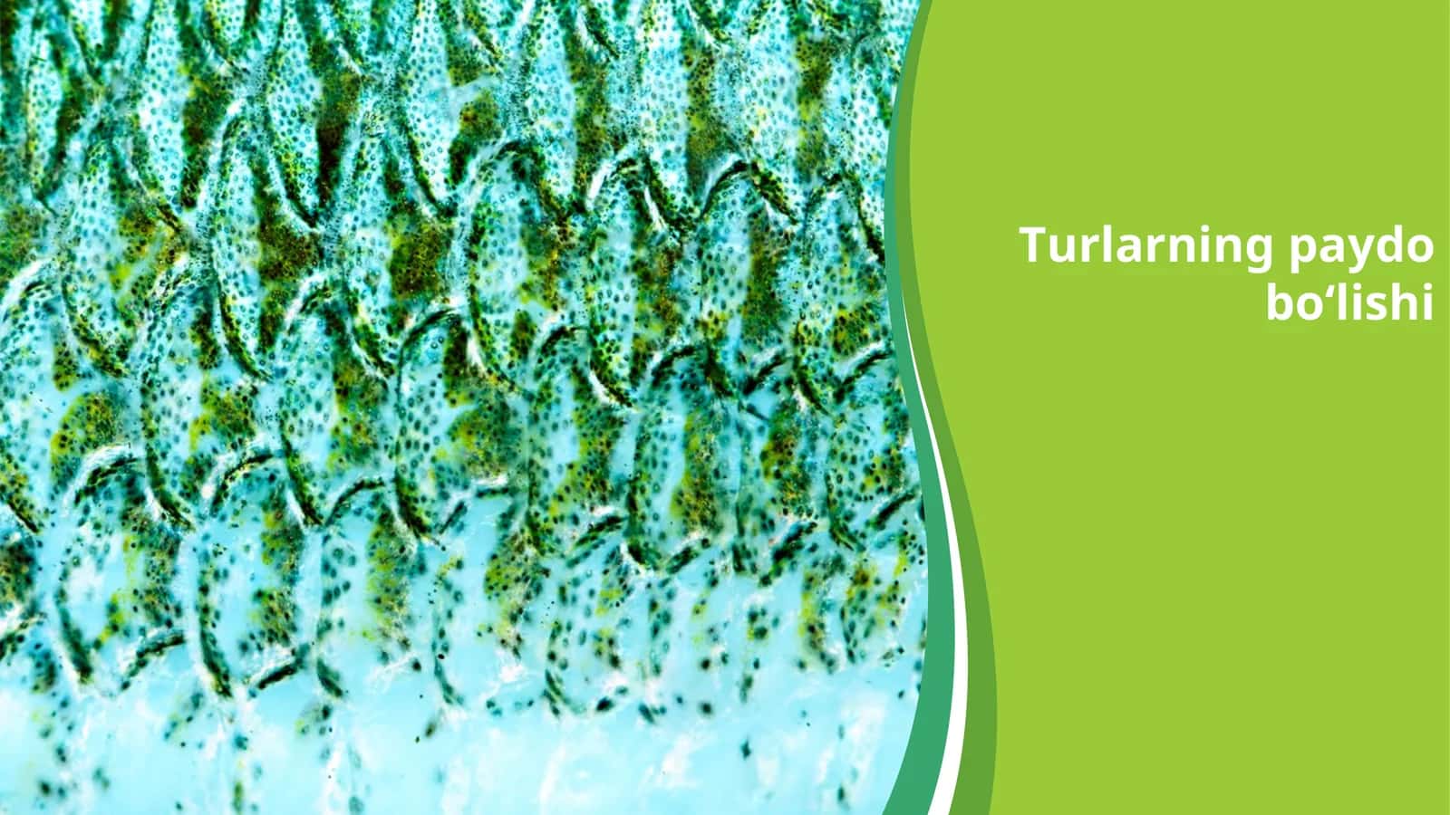 Turlarning paydobo‘lishi