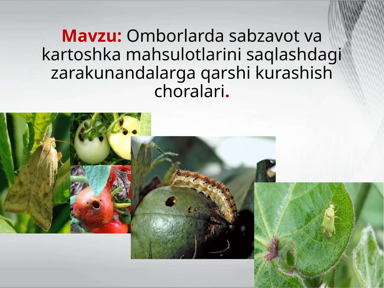 Omborlarda sabzavot va kartoshka mahsulotlarini saqlash choralari