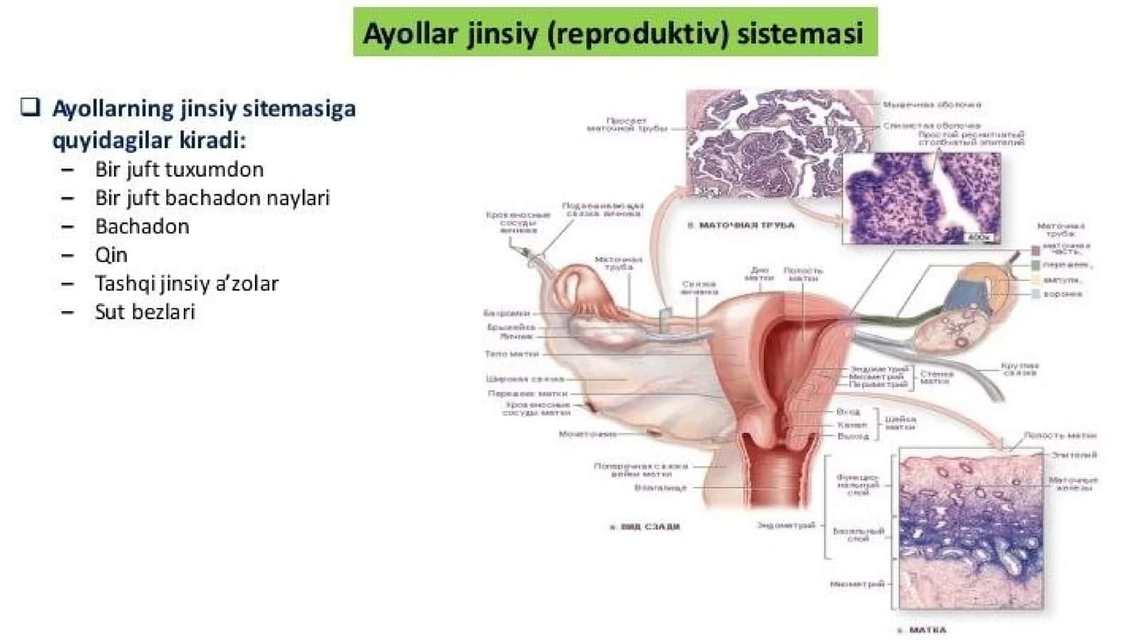 Ayollar jinsiy tizimi