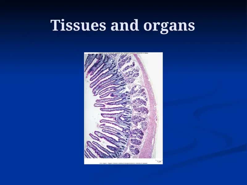 Organization of Your Body