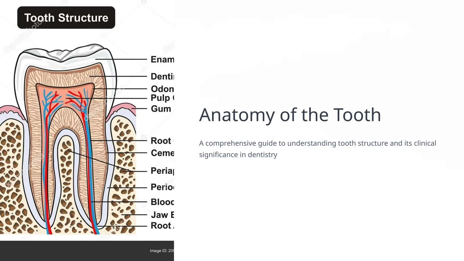 Anatomy of the Tooth