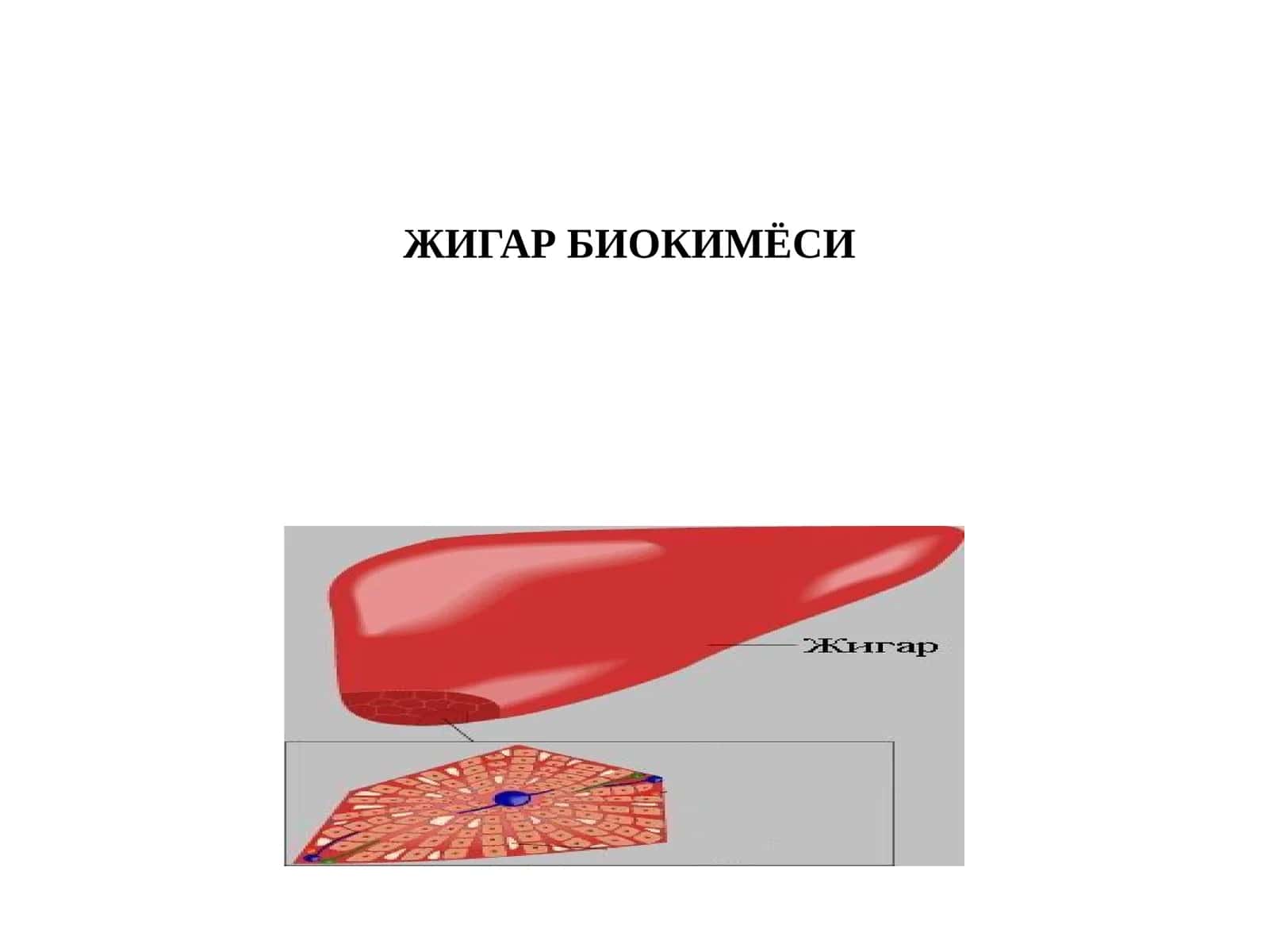 Жигар биохимияси