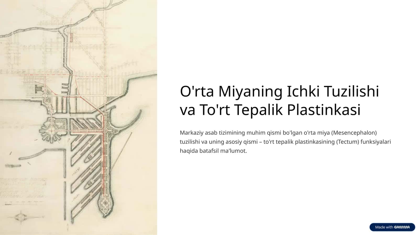 O'rta Miyaning Ichki Tuzilishi va To'rt Tepalik Plastinkasi