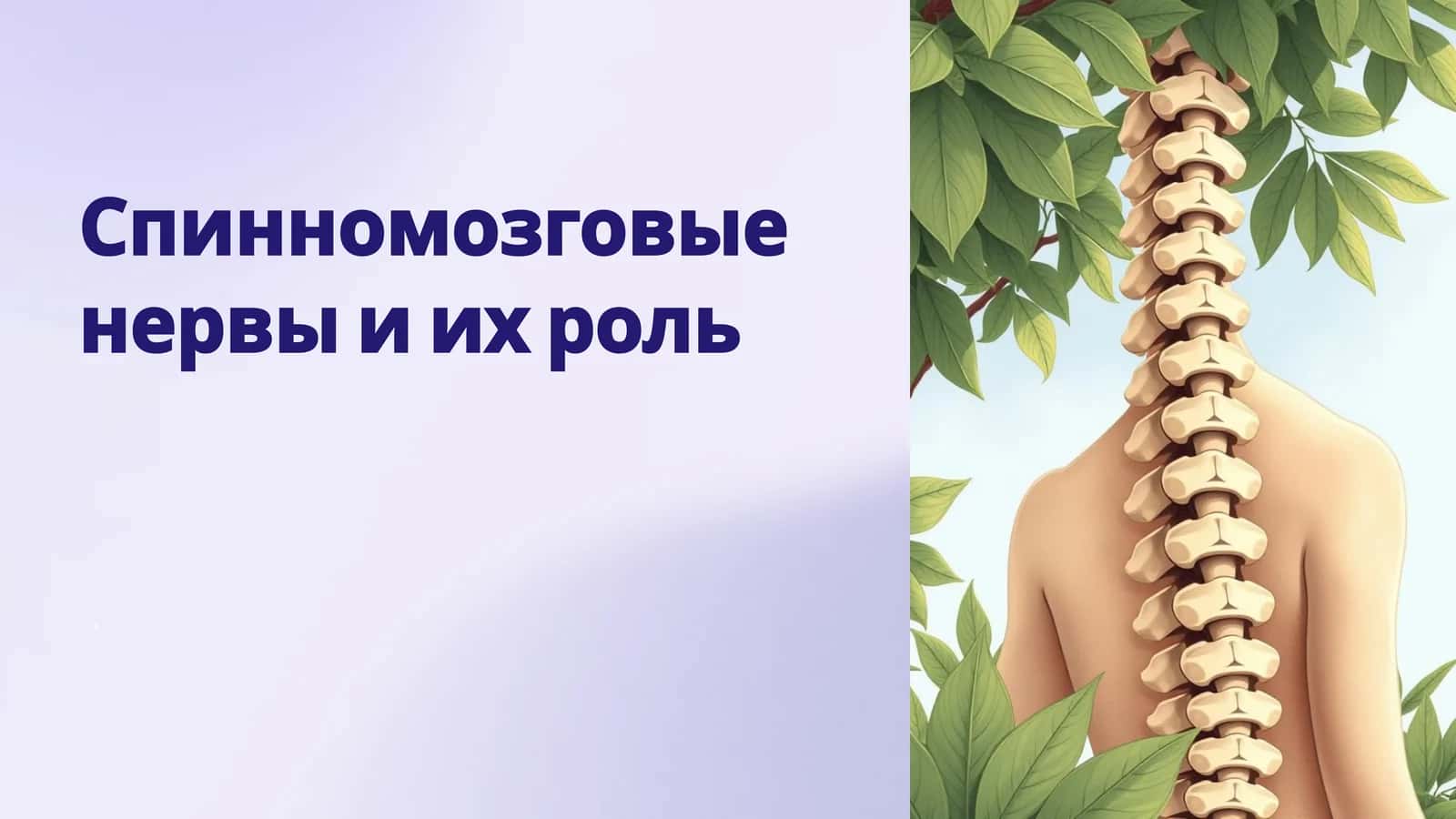 Спинномозговые нервы и их роль