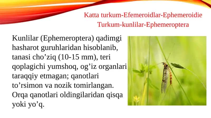 Kattaturkum-Efemeroidlar-Ephemeroidie