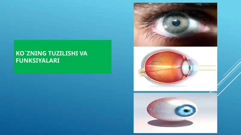 KO`ZNING TUZILISHI VA FUNKSIYALARI