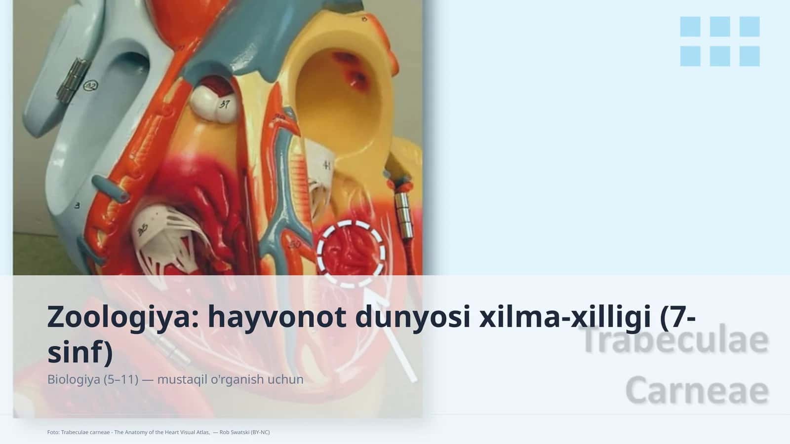 Zoologiya: hayvonot dunyosi xilma-xilligi (7-sinf)