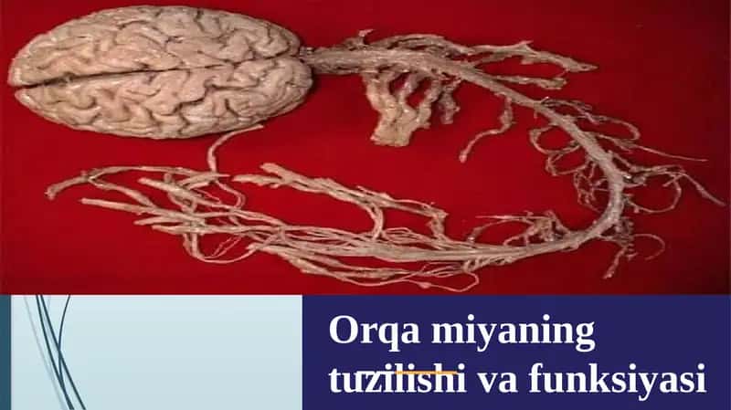 Orqamiyaningtuzilishi va funksiyasi