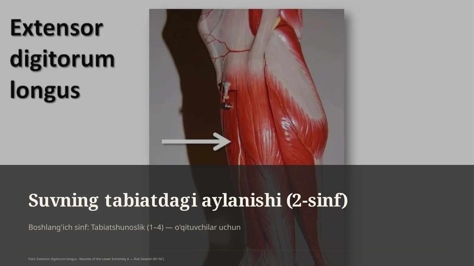 Suvning tabiatdagi aylanishi (2-sinf)