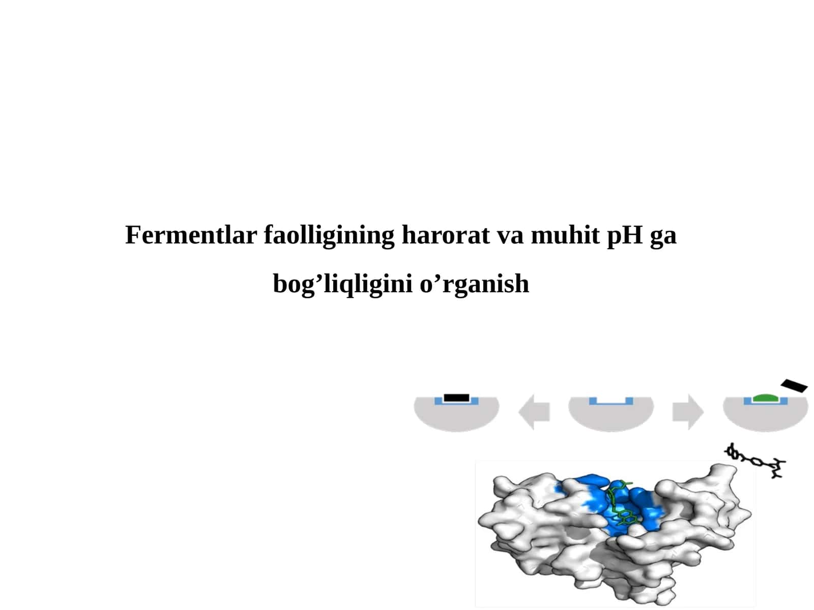 Fermentlar faolligining harorat va muhit pH ga bog'liqligini o'rganish