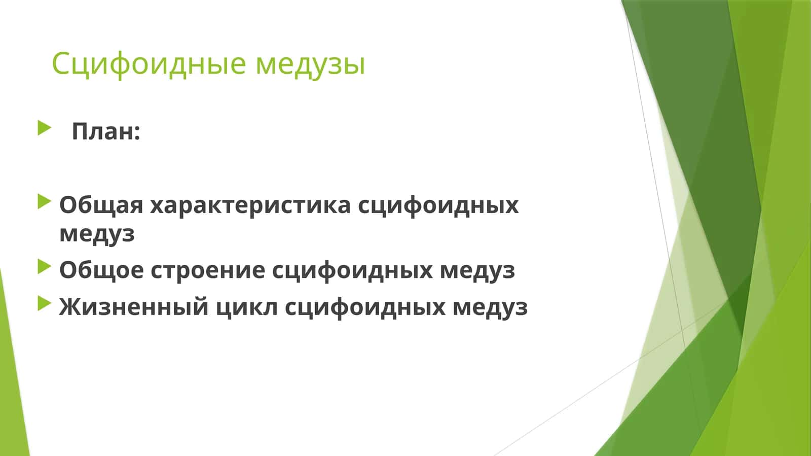 Сцифоидные медузы