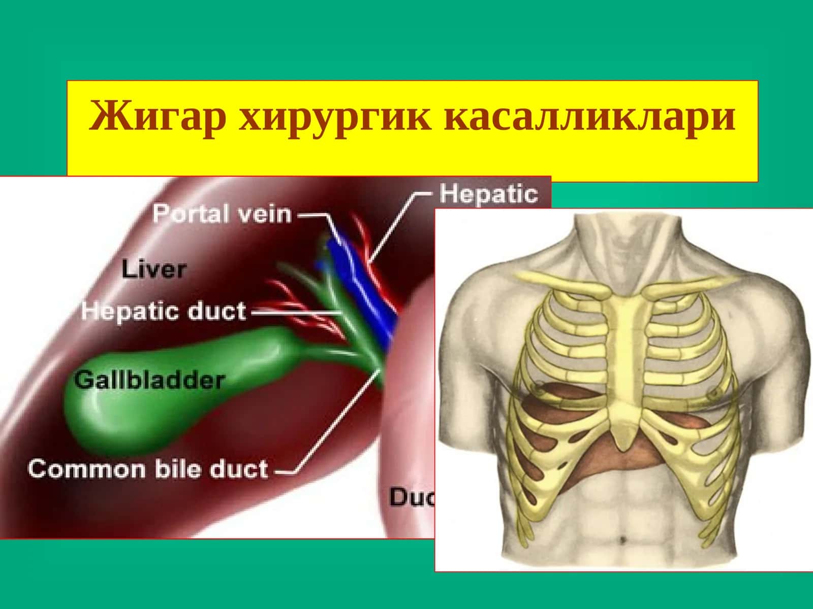 Жигархирургиккасалликлари