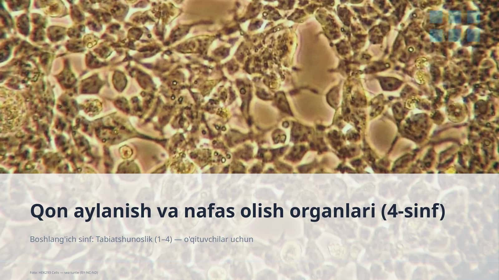 Qon aylanish va nafas olish organlari (4-sinf)