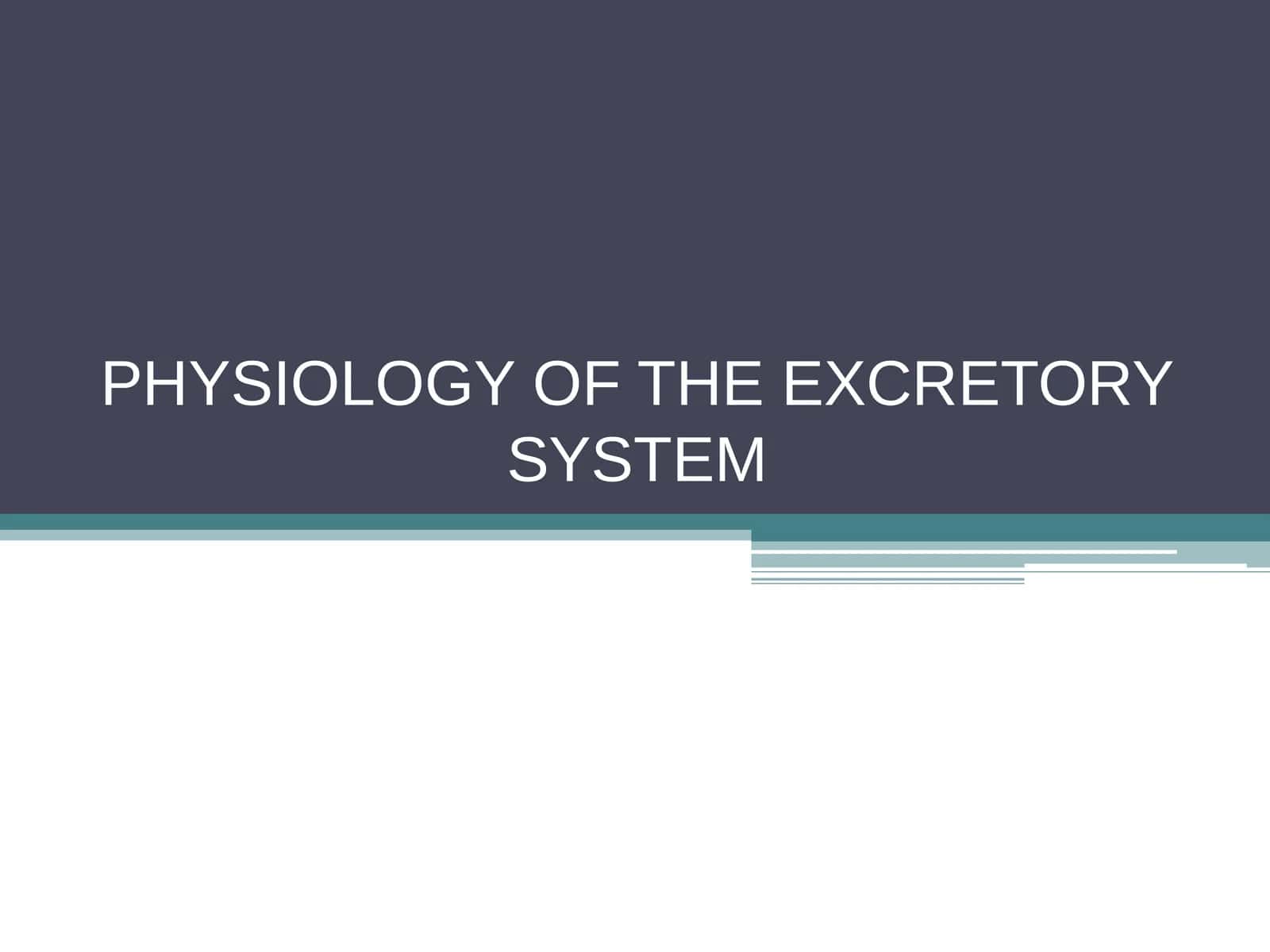 PHYSIOLOGY OF THE EXCRETORY SYSTEM