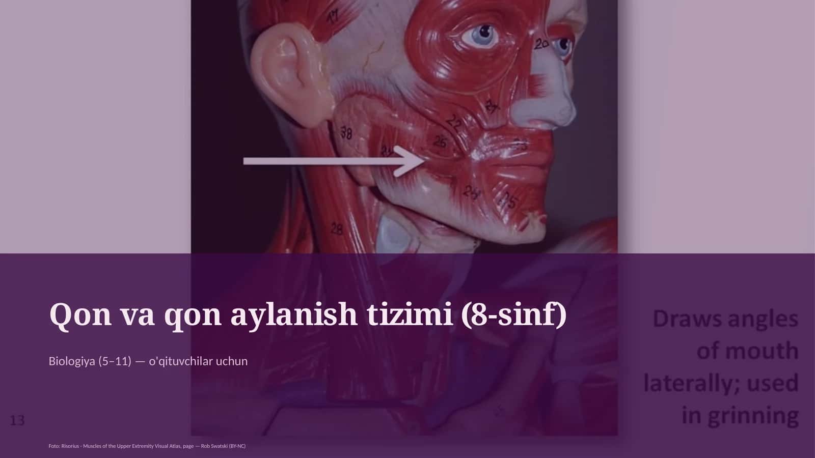 Qon va qon aylanish tizimi (8-sinf)