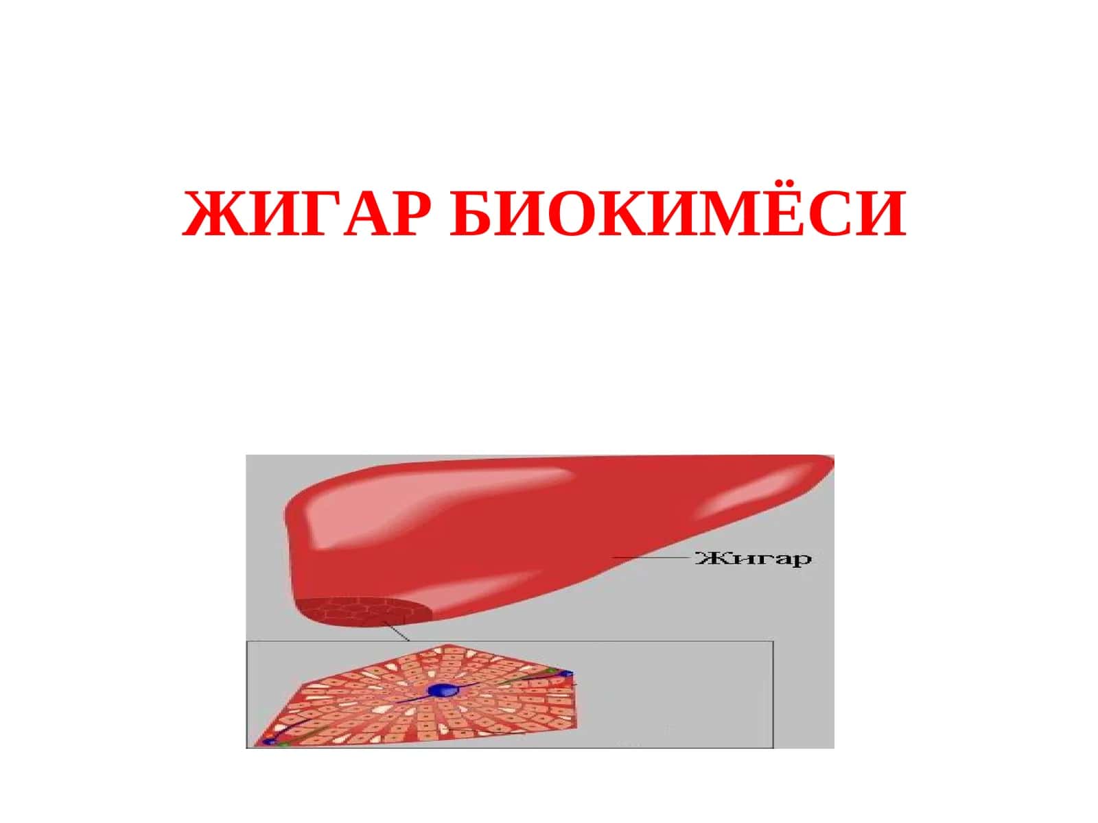 Жигар биокимёси