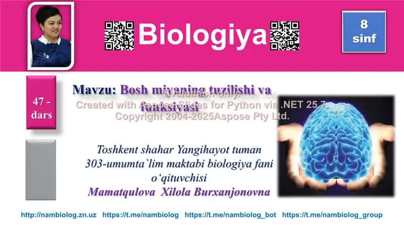 Bosh miyaning tuzilishi va funksiyasi