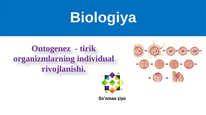Ontogenez - tirik organizmlarning individual rivojlanishi.