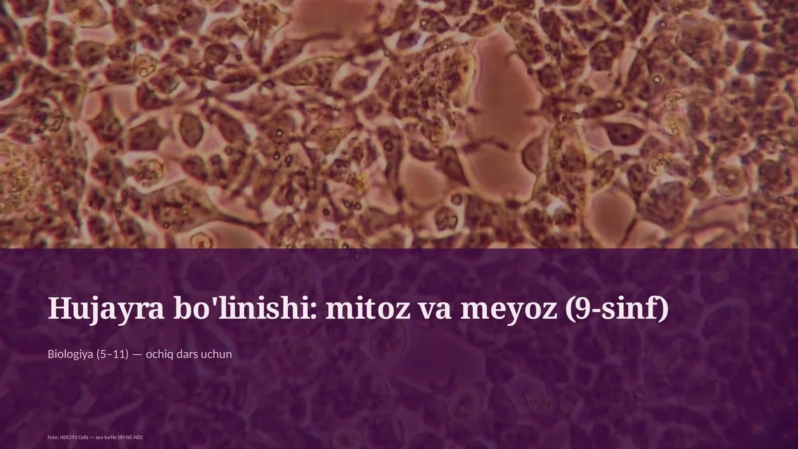 Hujayra bo'linishi: mitoz va meyoz