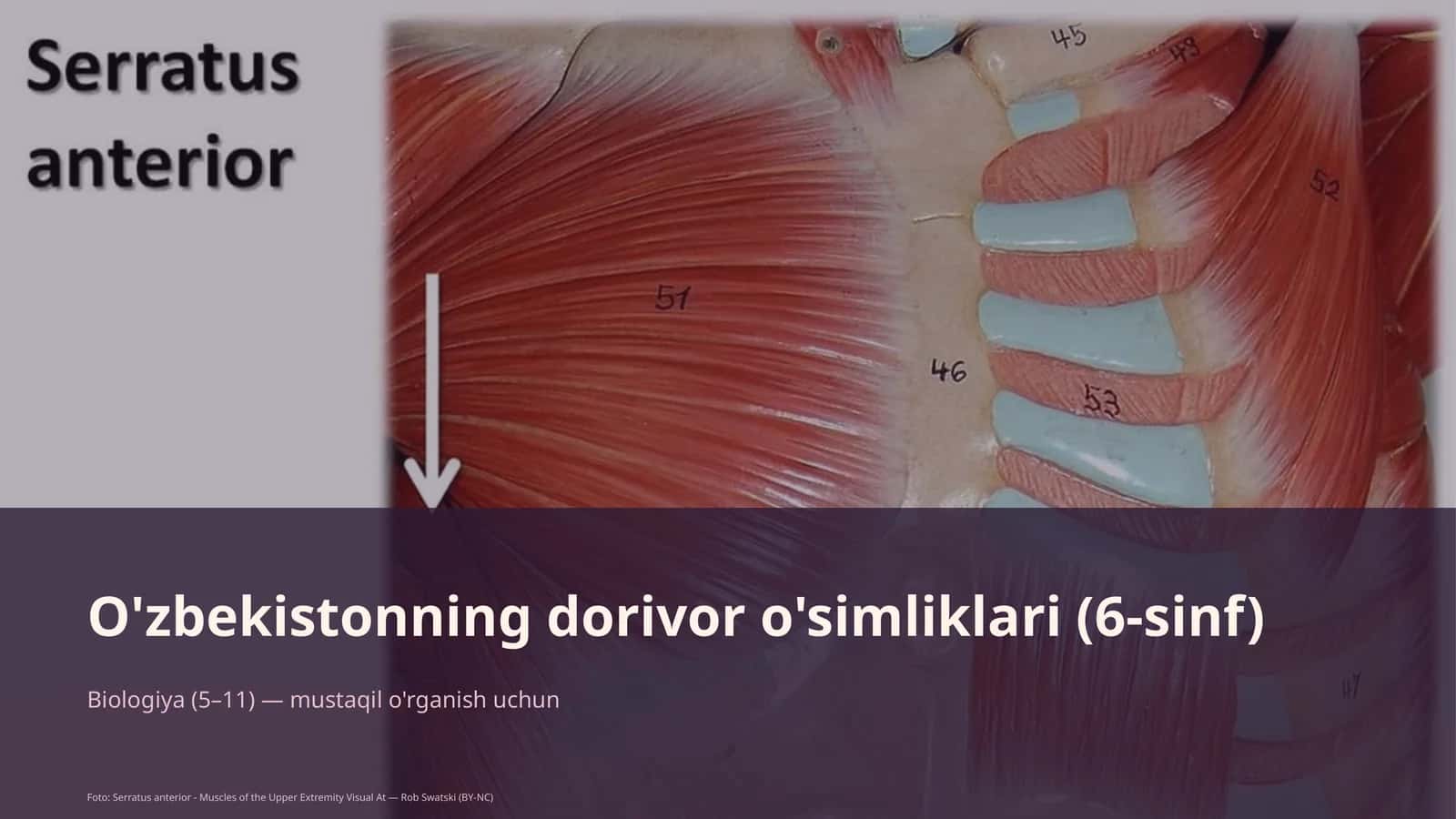 O'zbekistonning dorivor o'simliklari (6-sinf)